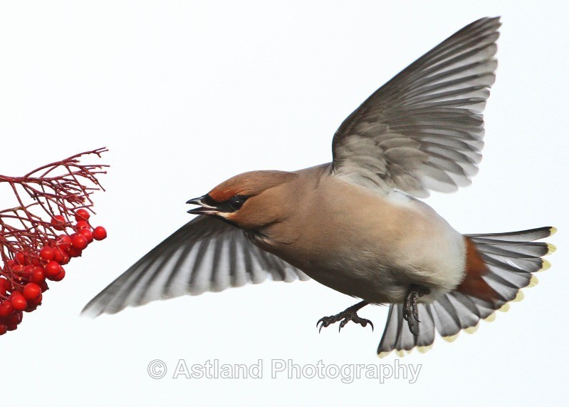 Astland Photography, Bird and Wildlife Images, Susan and Peter Wilson, U.K.
