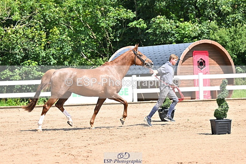 240718A-105241-01031 - Trot Up 11am to 12pm