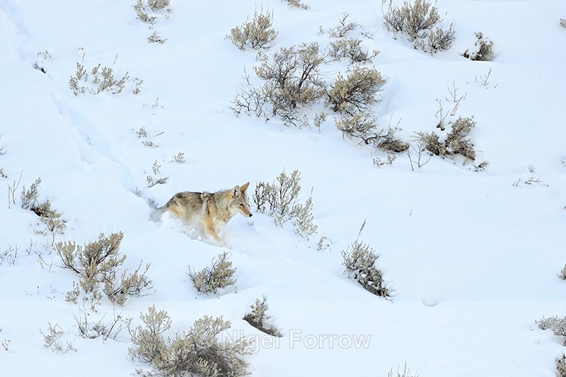 Coyote on snow-covered slope, Yellowstone National Park - Coyote