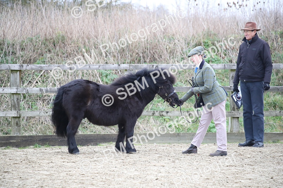 SBM_004069 - Class 1-4 - Young Stock classes Inc. In Hand Championship