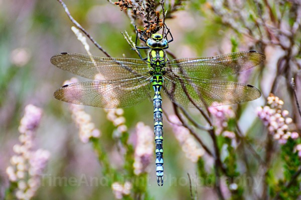 Male Southern hawker - Dragonflies & Damselflies