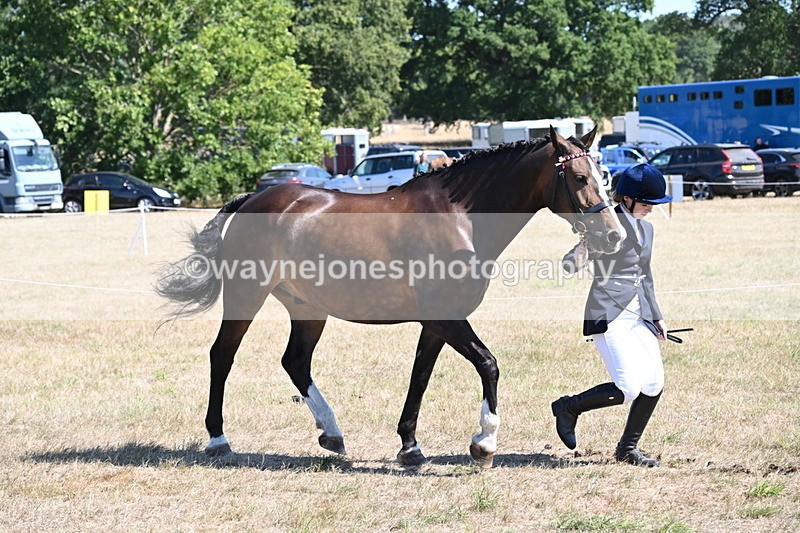 WJ6_8635 - Class 37b Best Loan Pony In-hand