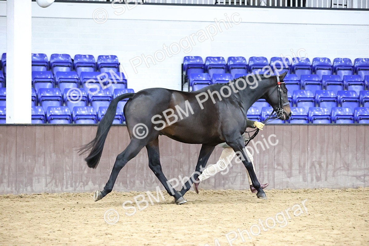 SBM_5741_Class 3 - BSHA In Hand Show Hunter-Racehorse - Jennifer