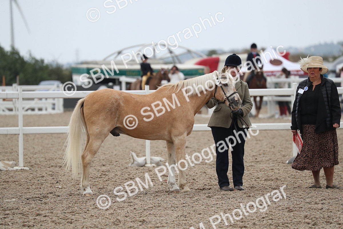 SBM_17873 - Class 317 IH Pure bred Horse/Pony