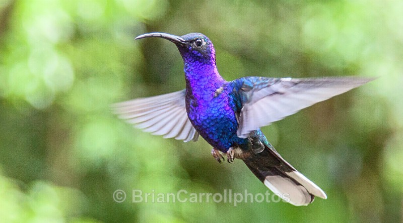 IMG_3060 Violet Sabrewing Hummingbird, Costa Rica - Costa Rican Wildlife