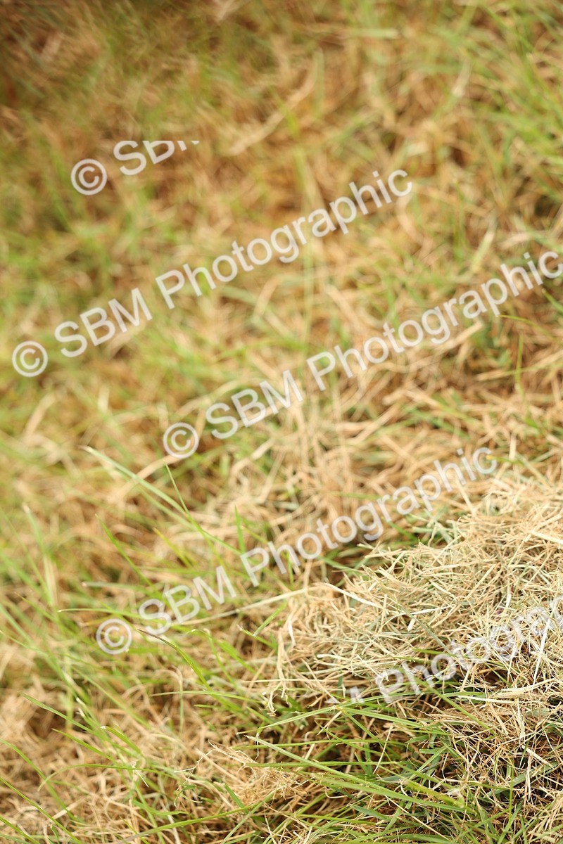 SBM_02428 - Class 50-57 - M&M Welsh Pony In Hand