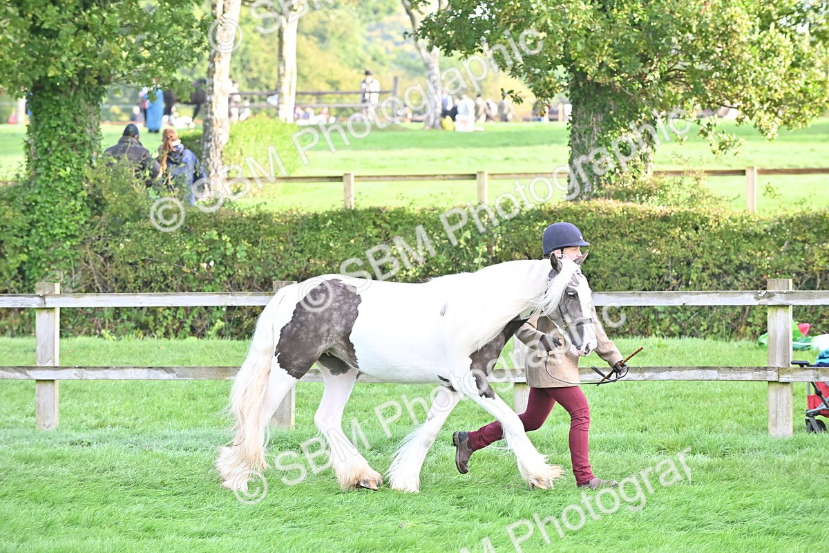 SBM_55336 - S44 - Youngstock In Hand