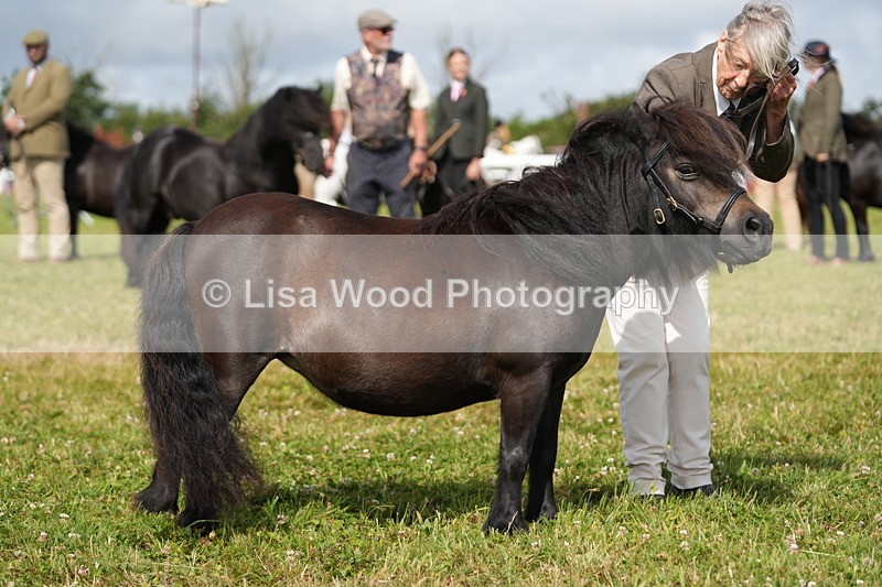 DSC05354 - Class 49: NPS Shetland 4 years and over