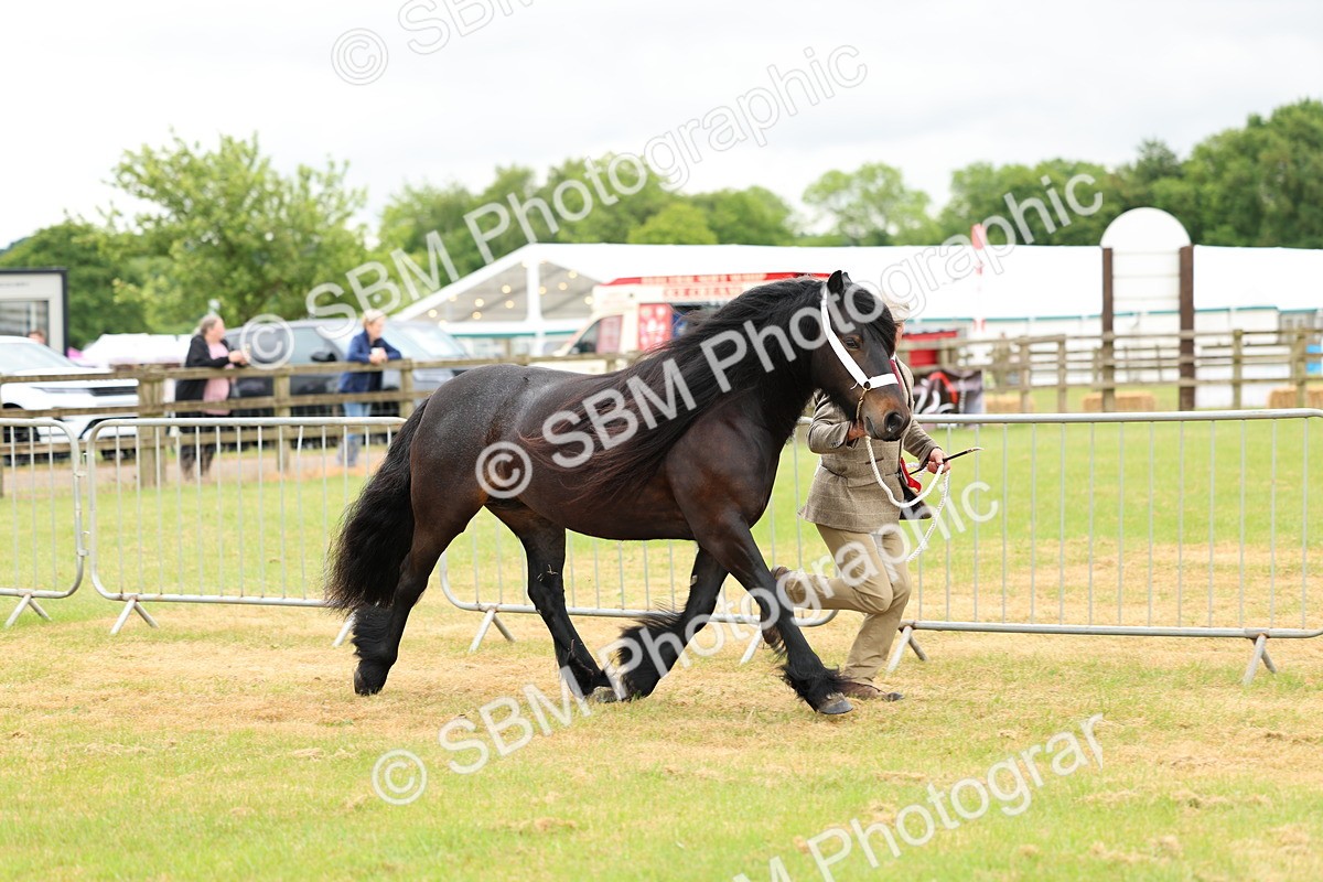 SBM_00597 - Class 58-67 - M&M Non Welsh Pony In hand