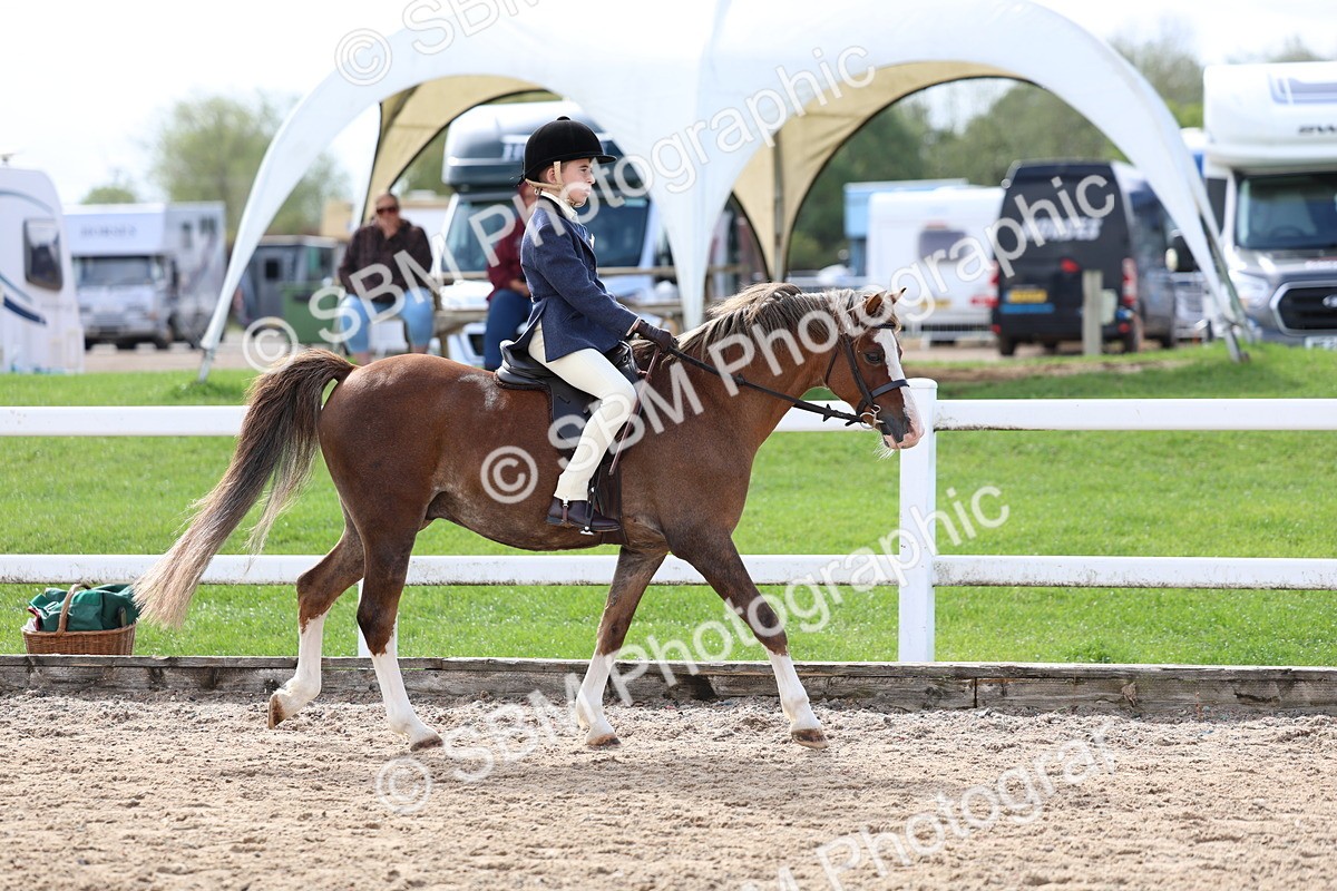 SBM_01898 - Class 18 - Handsomest Gelding - IH or Ridden