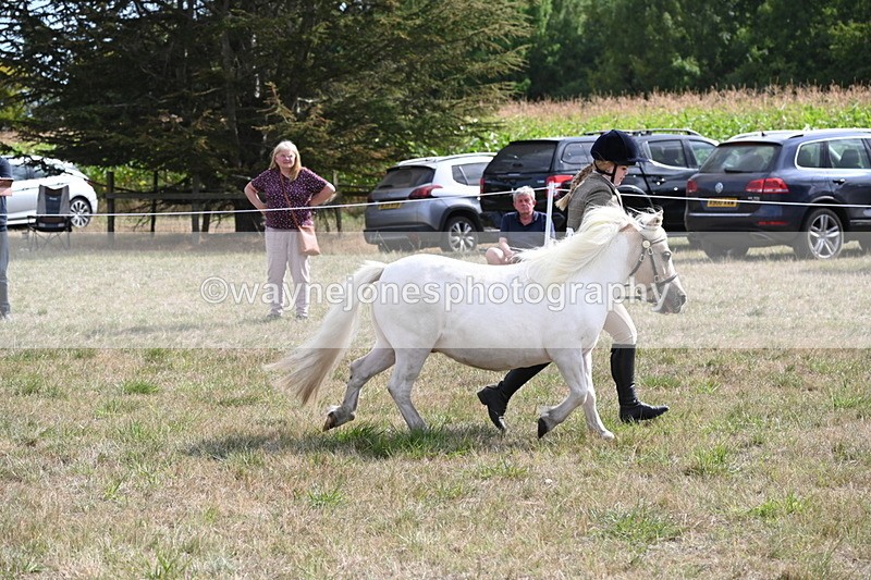 WJ6_6928 - Class 21 Shetland & Mini Horses