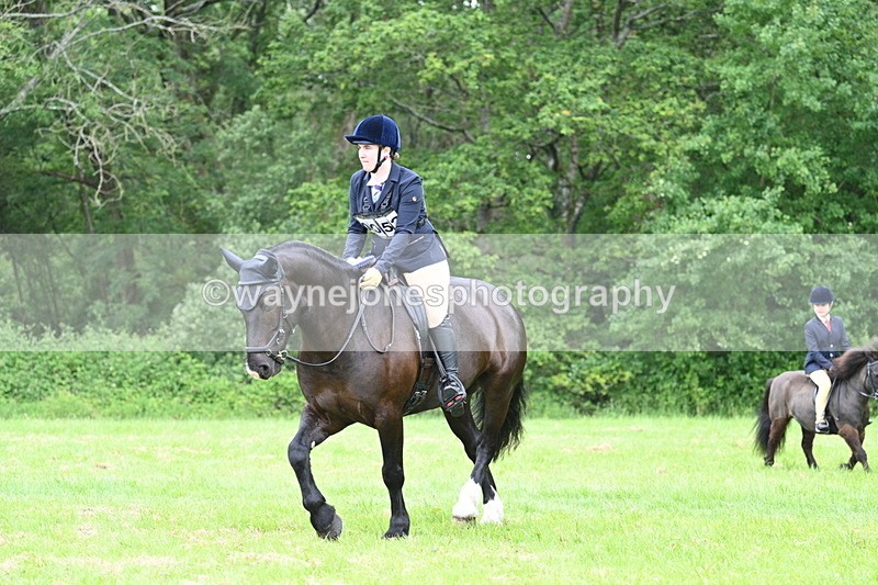 WJ7_4337 - Class 14A Handsome Gelding