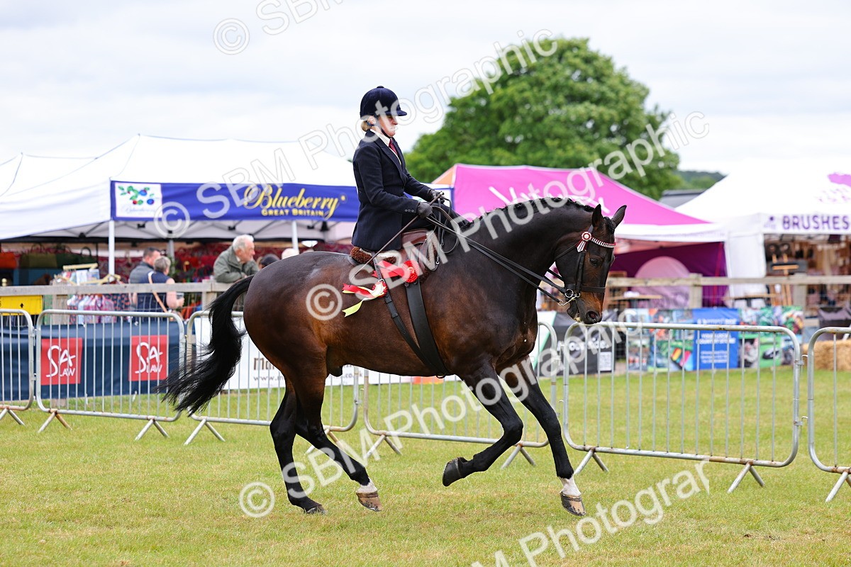 SBM_02879 - Class 9-11 Side Saddle including LIHS Rising Star Ladies Show Horse
