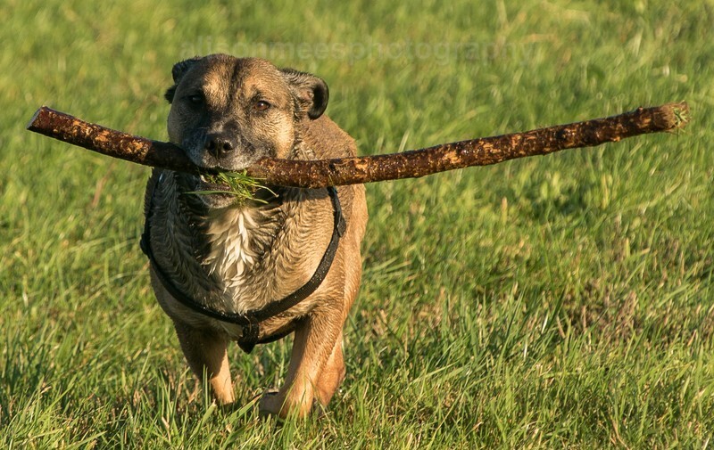  - Pet Photography