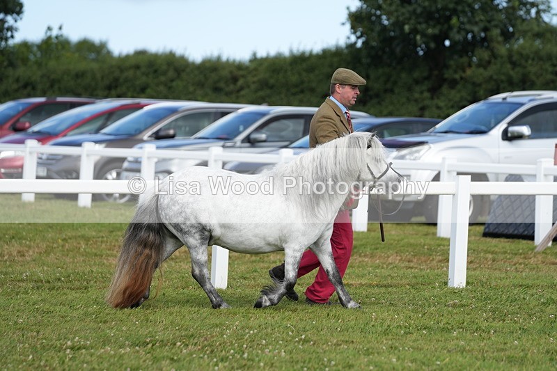 DSC05402 - Class 49: NPS Shetland 4 years and over