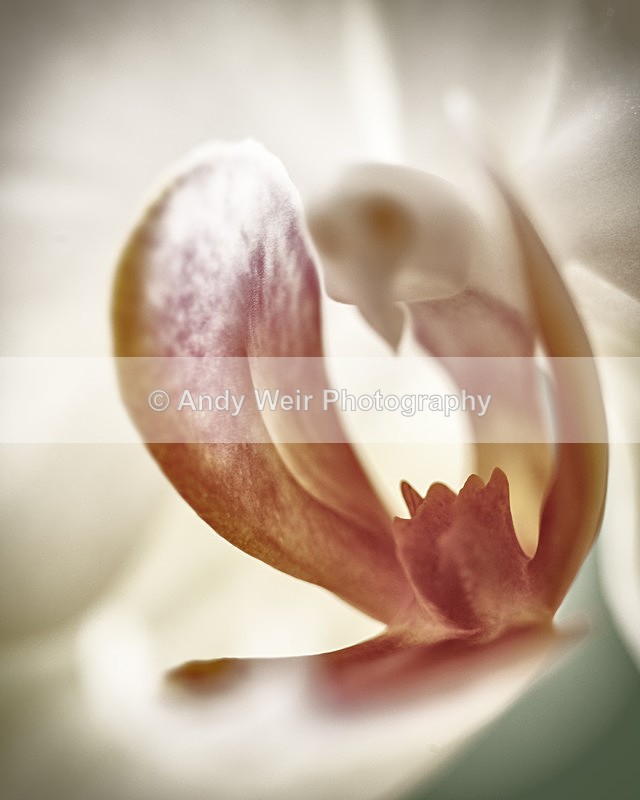 20130203-_MG_2377-1691_1 - Plants & Flowers