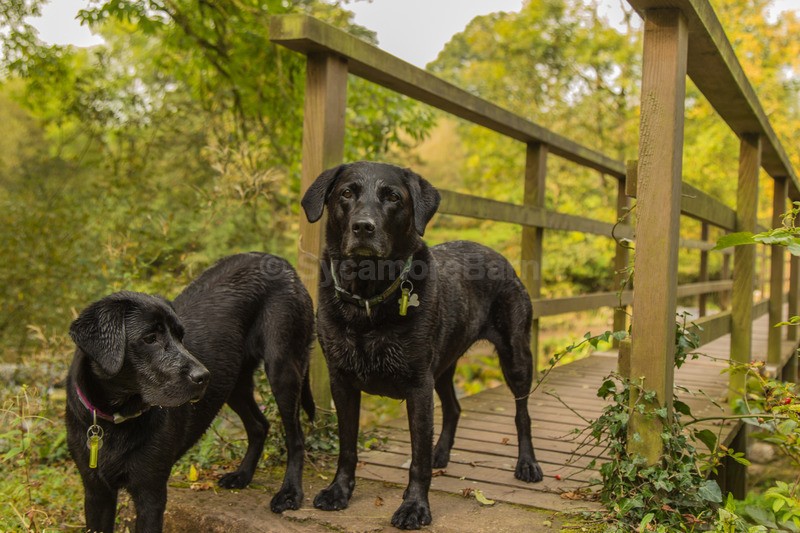 Black Labradors at Kings Meaburn - Dogs