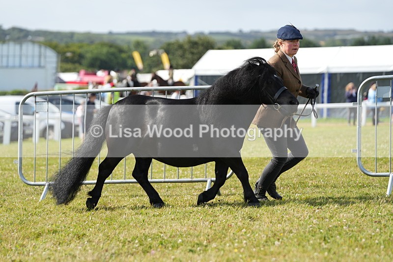 DSC05195 - Class 49: NPS Shetland 4 years and over