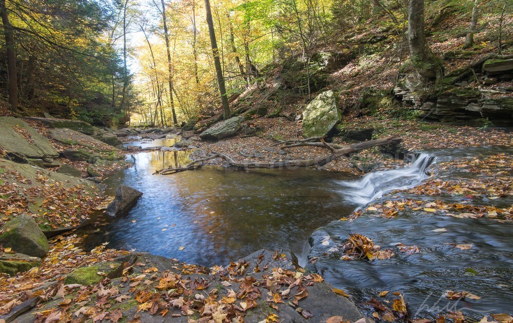 DSC_2571 - Autumn