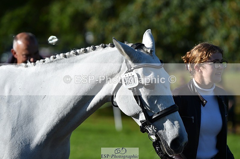 231022-110914-23758 - 401-SASSY.BIRD-Jemima.Haslam-TrotUp+SJ