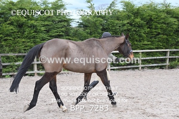 BPP_7283 - RING 1  (RIDDEN HORSES / IN HAND / VETERAN ETC)