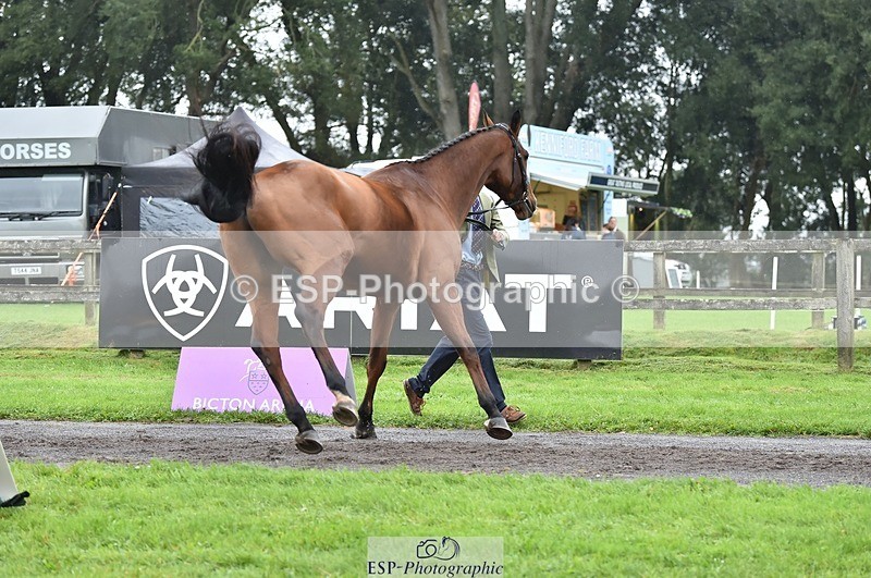 231018-123650-00397 - 048-MASTER.LOUIS-George.Vergerson-rowley-TrotUp