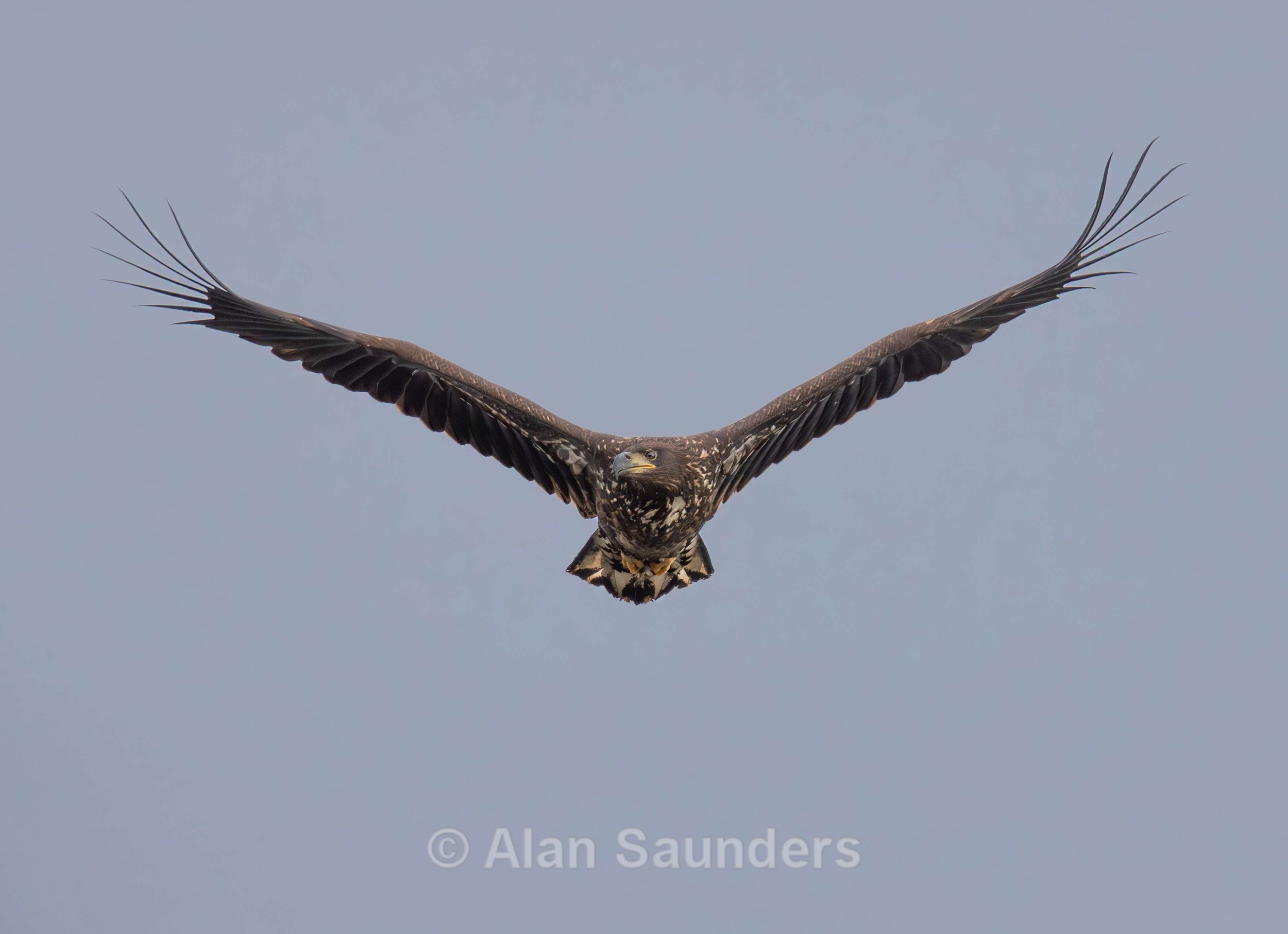 White Tailed Eagle 128