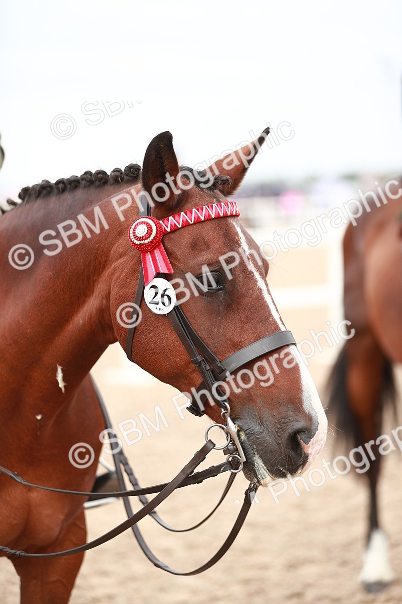 SBM_17614 - Class 215 Ridden Hack/ Riding Horse