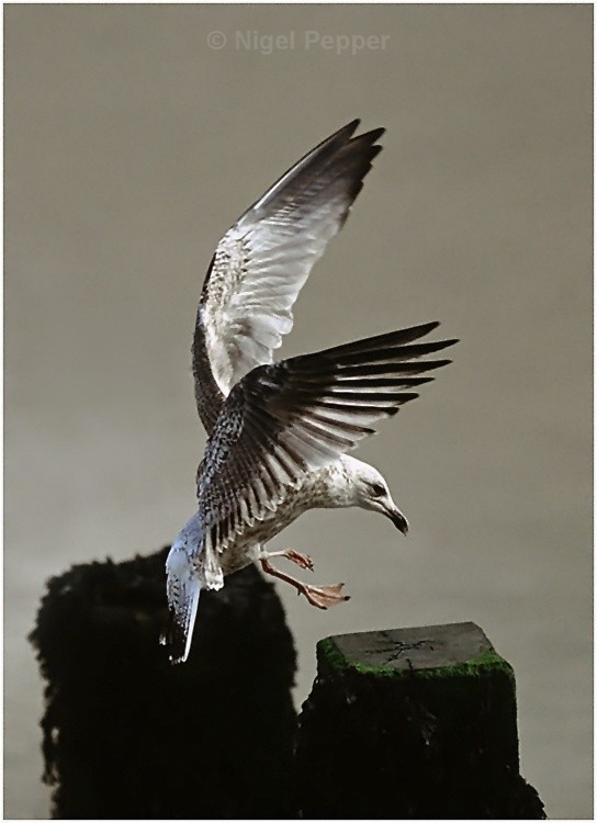 A Perfect Landing - Leggy the Herring Gull