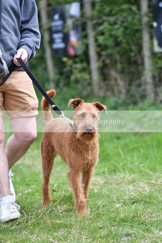 WJ5_9501 - Class 3 Most Handsome Dog