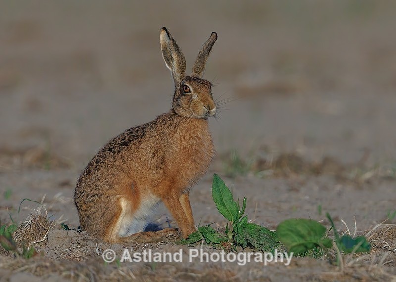 Brown Hare - Latest Images