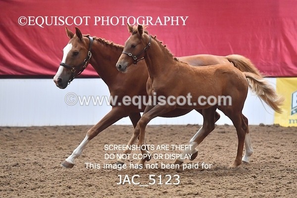 JAC_5123 - 9 Zinzipan