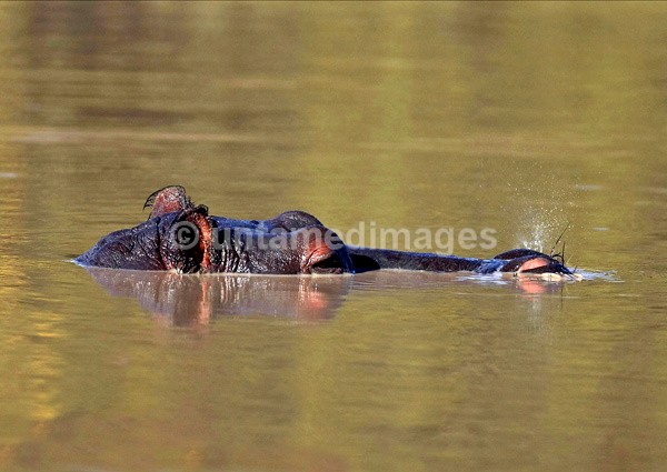 Hippopotamus - Botswana