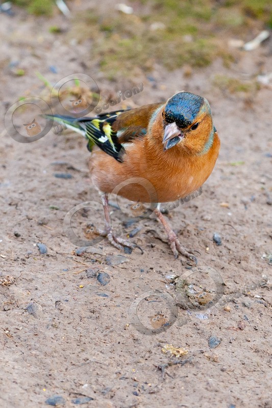 chaffinch Fringilla coelebs 2639 - UK birds