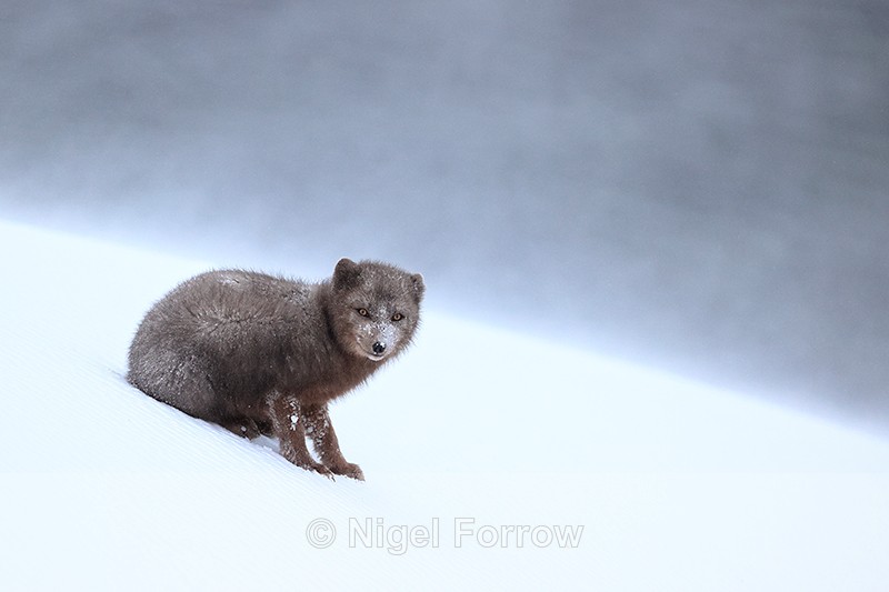Arctic Fox sitting blowing snow, Hornstrandir, Iceland - Arctic Fox