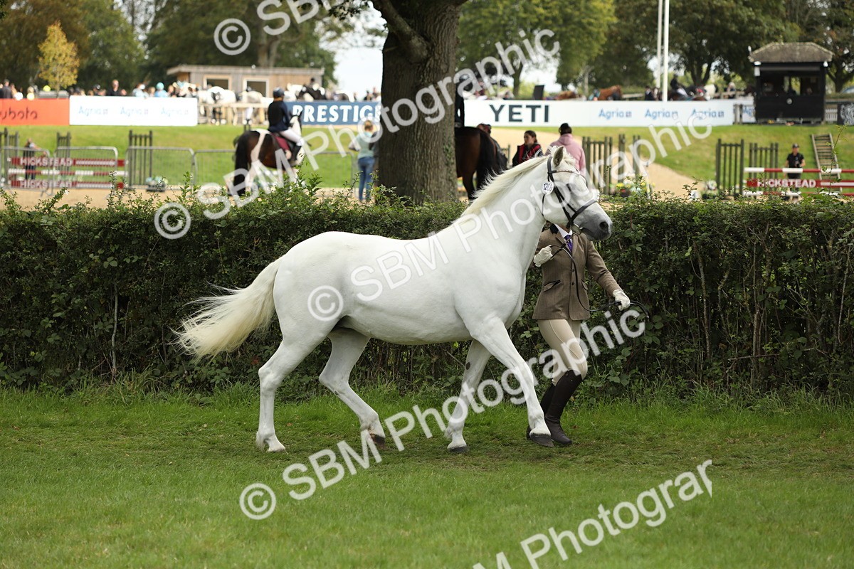 SBM_65365 - S47 - Mountain & Moorland In Hand Large Breeds