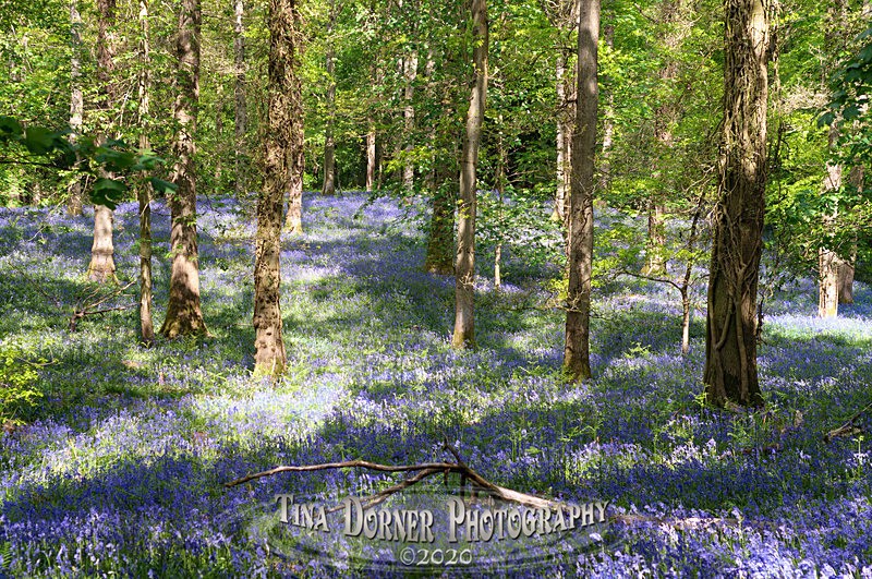 Bluebells by Tina Dorner Photography, Forest of Dean and Wye Valley, Gloucestershire