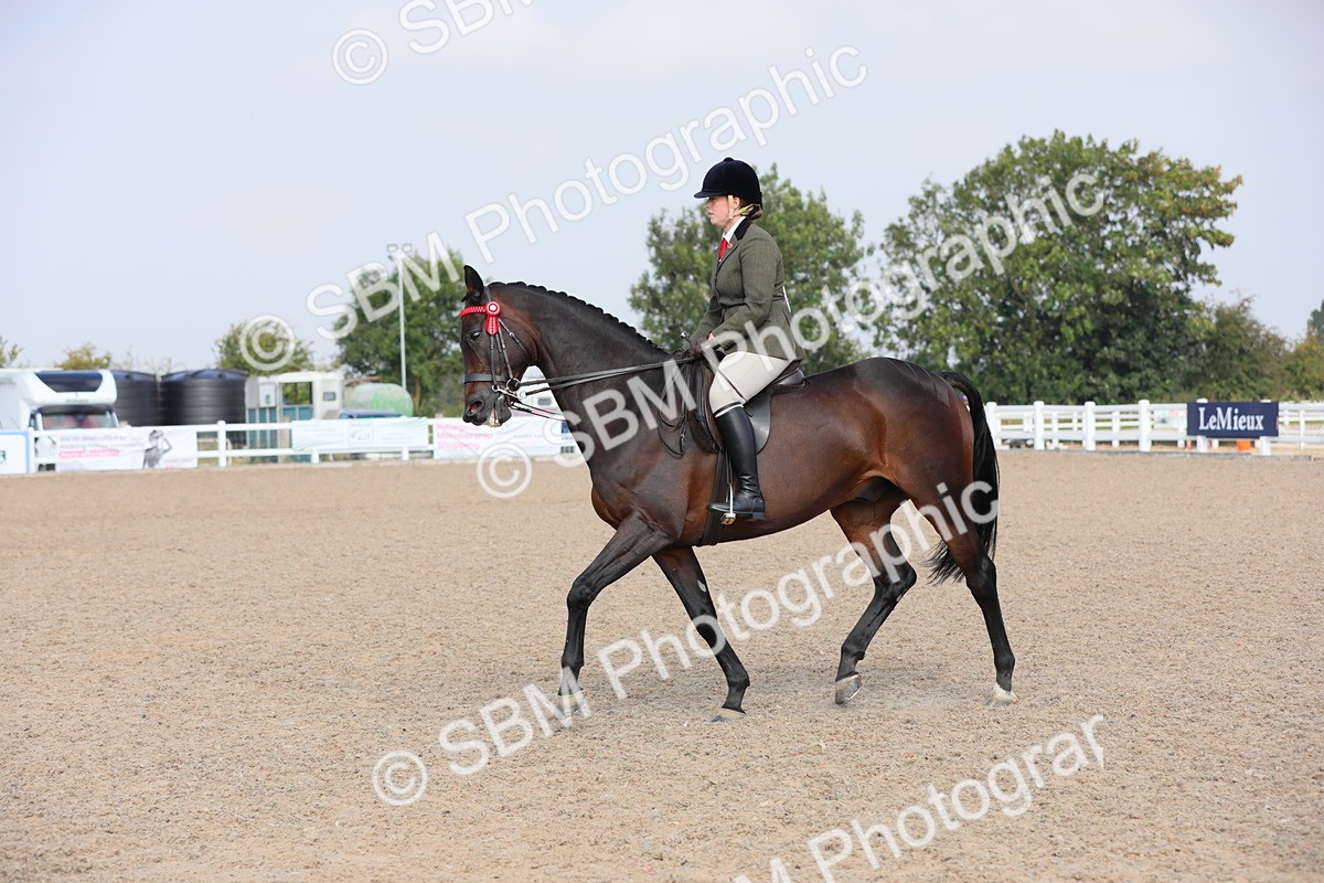 SBM_11386 - Class 305 Ridden Foreign Breeds- Pure Bred