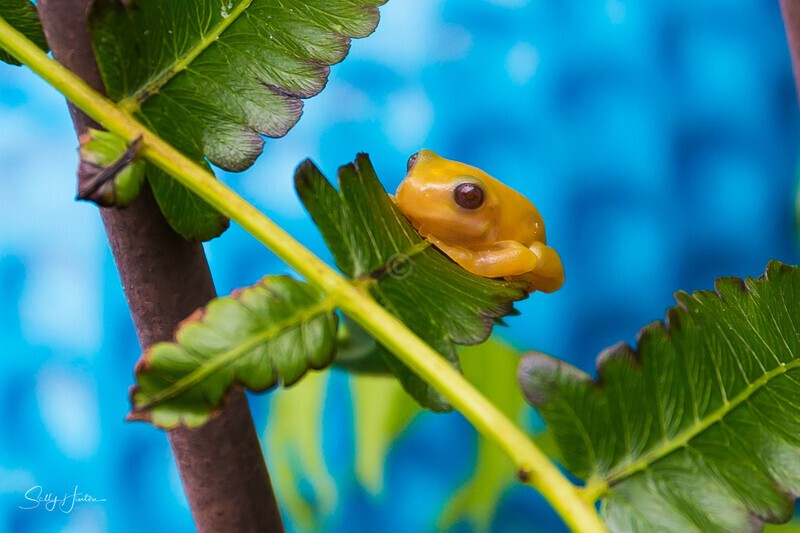 4 Golden Green Tree Frog - Green Frogs - Golden Variation