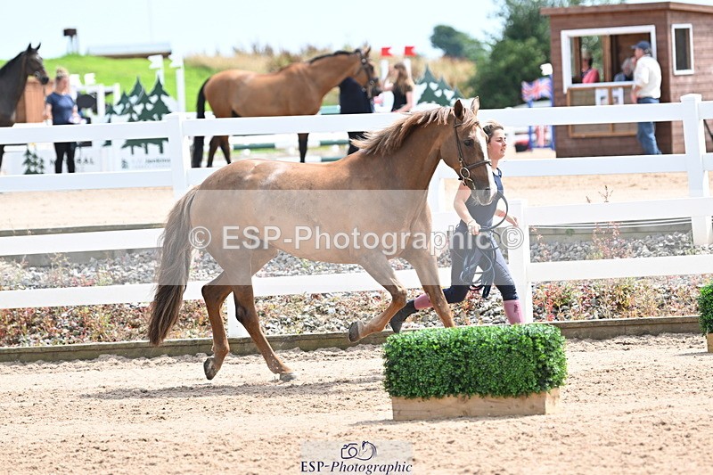 240717A-144255-02230 - Trot Up 2pm to 3pm - This folder is not in time order