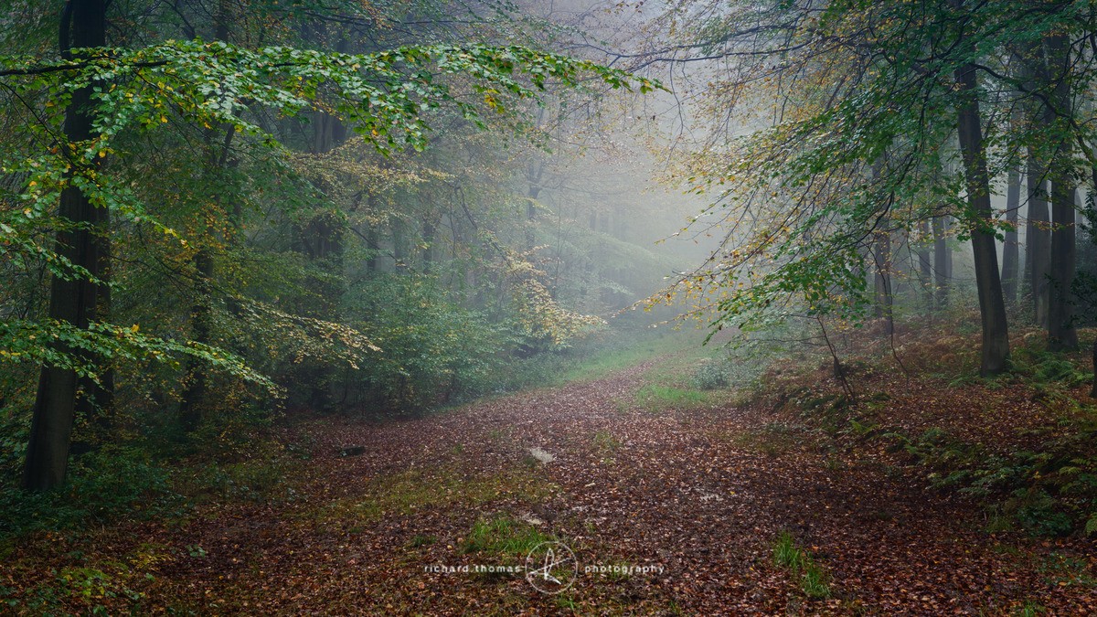 Golden Bridleway - Woodland