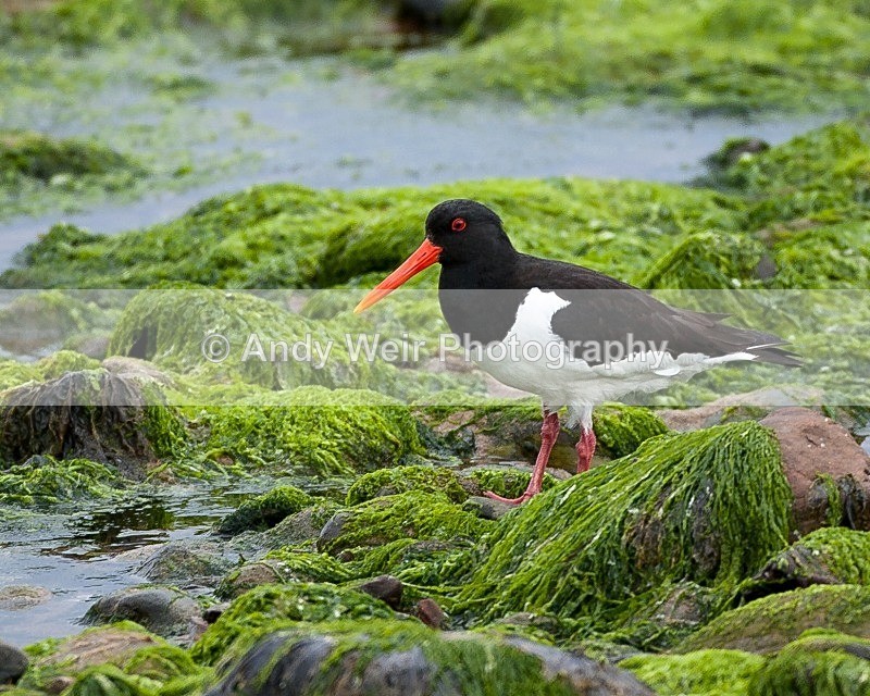 20090619-041 - Oyster Catcher