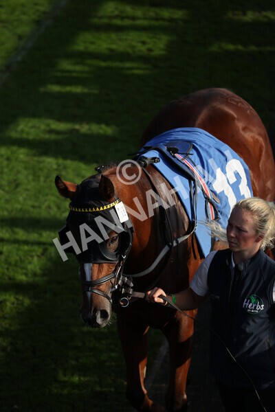 yr08102021r5-5 - Race 5 4.20pm Copper Knight - Winning Most Horse At York Handicap
