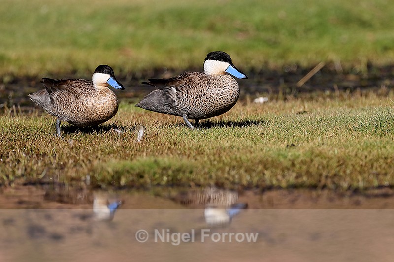 Puna Teals walking on grass, Rio Grande, Chile - Puna Teal