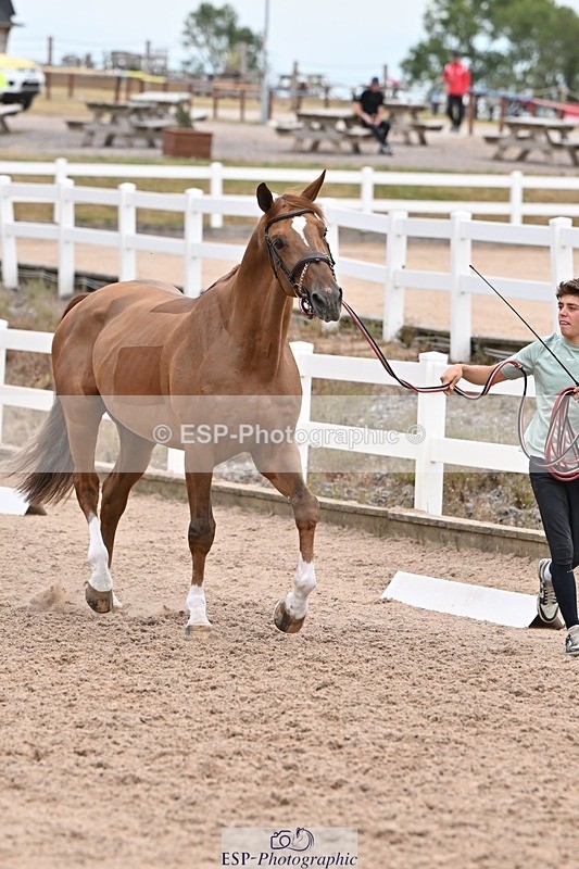 250716-143351-01200 - Trot Up 2.30 to 3.30