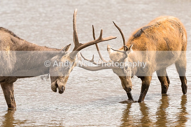 20150725-8E0A0234 - Captive Animals