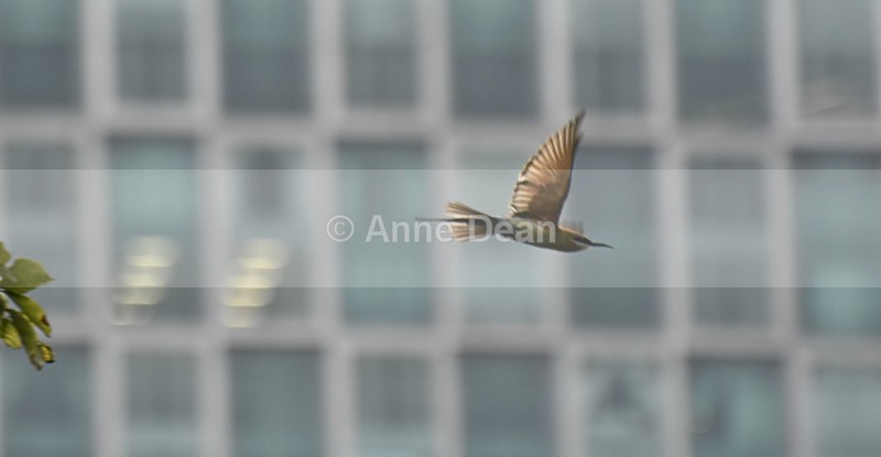 High flying in the city centre - Singapore and Kuala Lumpur (including some wildlife)