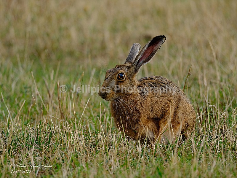  - Wildlife and Nature
