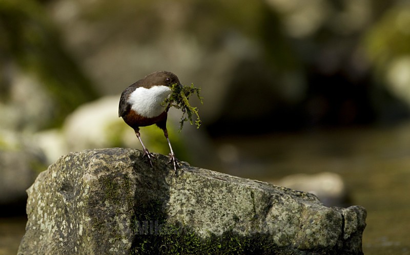 DIPPERS - DIPPERS