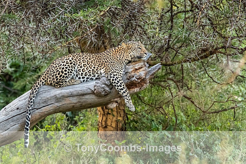 Leopard - Lewa ~ Cats